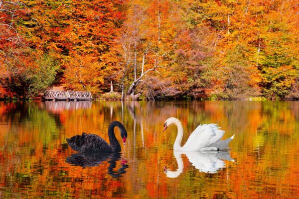 ANKARA ÇIKIŞLI GÜNÜBİRLİK YEDİGÖLLER TURU